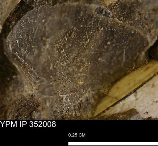 undet. Bivalvia