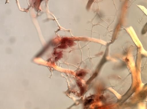 Callyspongia plicifera
