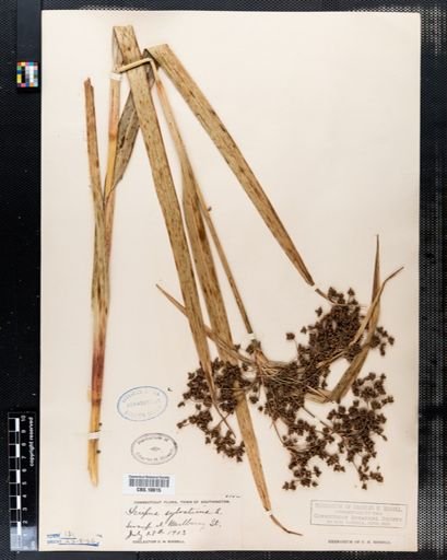 Scirpus sylvaticus