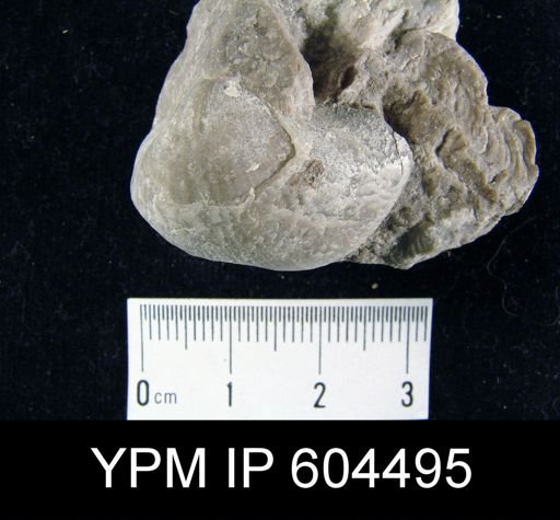 undet. Brachiopoda