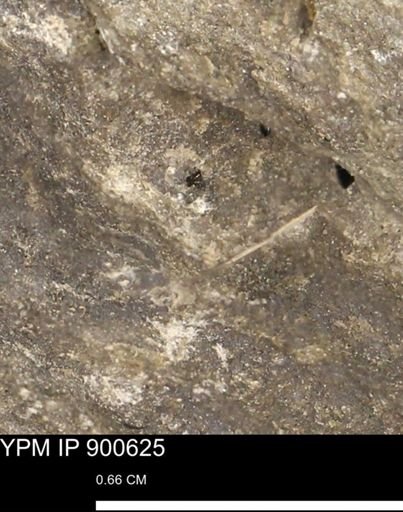 undet. Mollusca