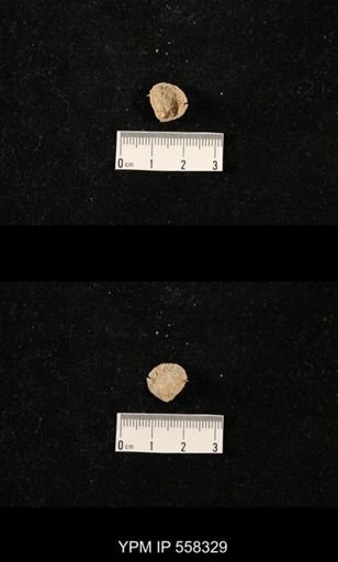 Ctenolosia?