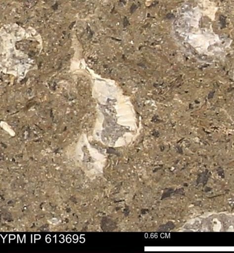 Scaphites sp.