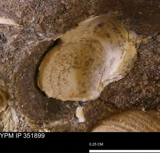 Limopsis striatopunctatus