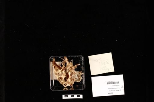 Cottidae