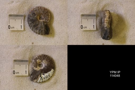 Discoscaphites sp.