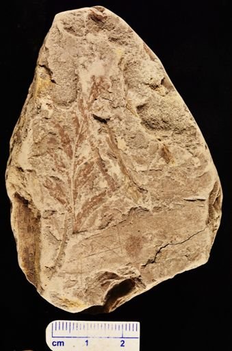 Asplenium dicksonianum