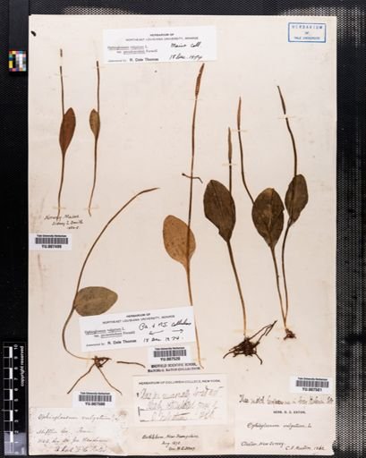 Ophioglossum vulgatum