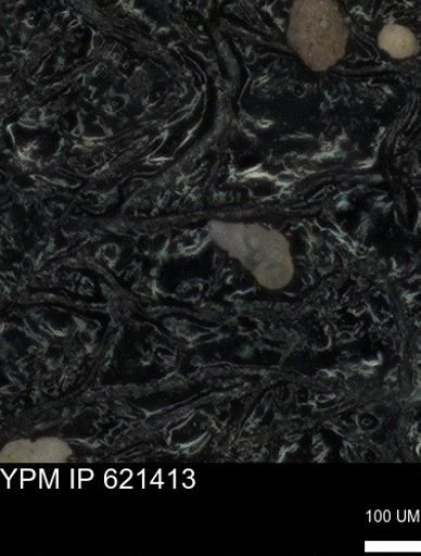 undet. Heterohelicidae
