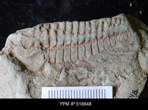 Resserops sp.