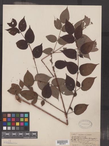 Aralia spinosa