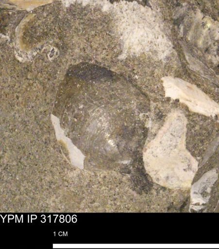 undet. Bivalvia