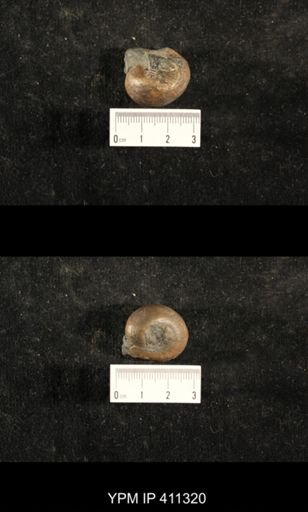 Euphemites carbonarius?