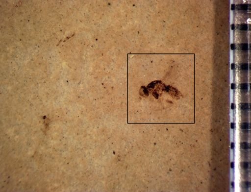 undet. Diptera