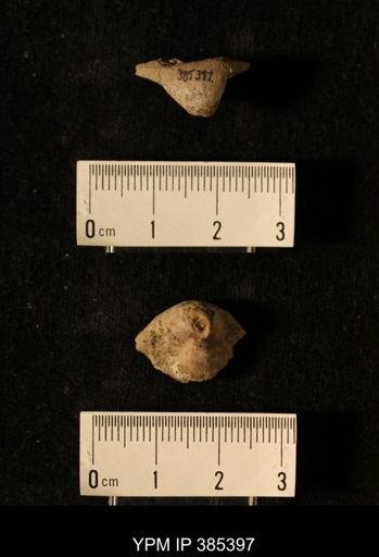Dielasma sp.