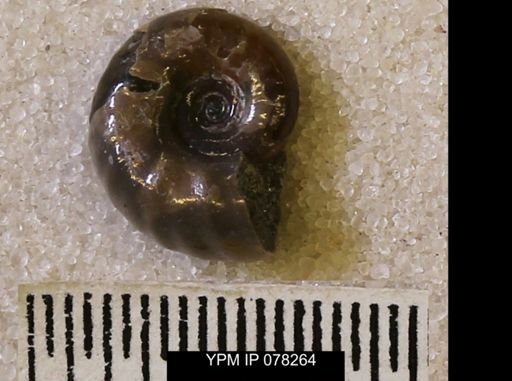 undet. Scaphitidae