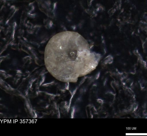 undet. Foraminiferida
