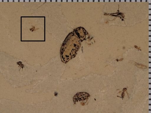 undet. Diptera