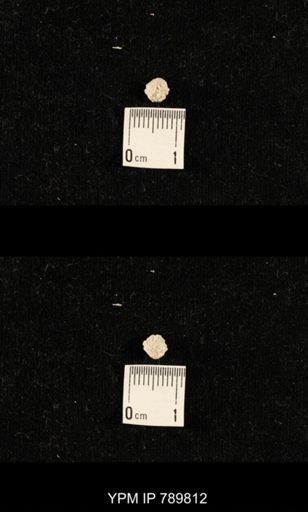 taxon undetermined