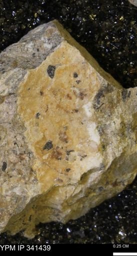 Scaphites sp.