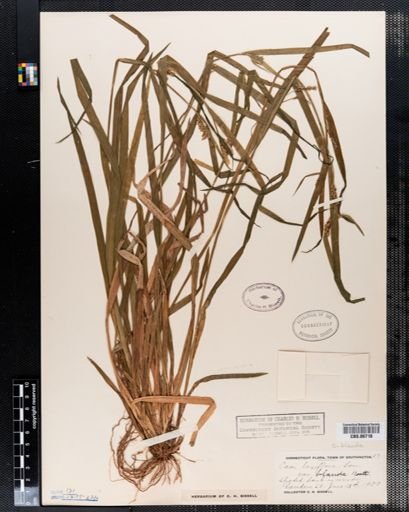 Carex blanda
