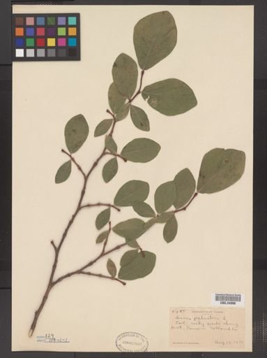 Dirca palustris