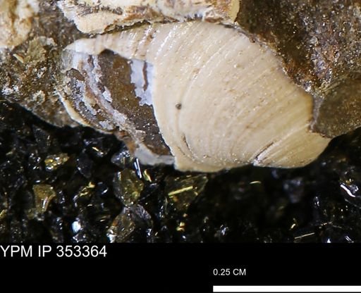 Limopsis striatopunctatus