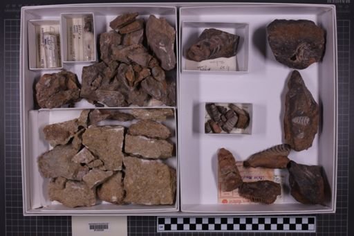 mixed taxa, stratigraphic collection