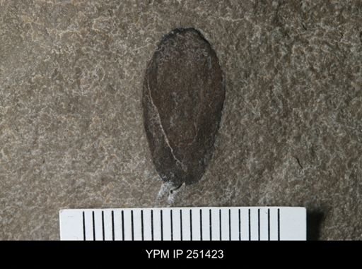 Eurypterus sp.