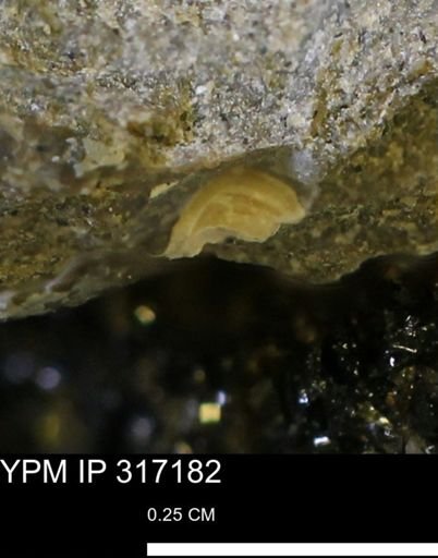 undet. Mollusca