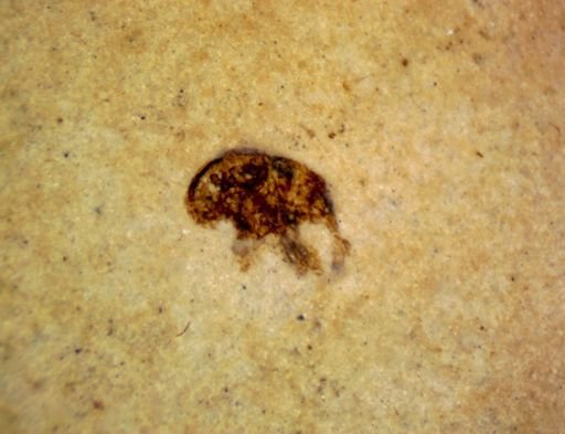 undet. Curculionidae