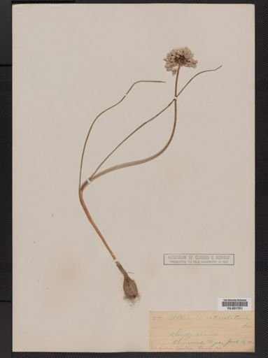 Allium