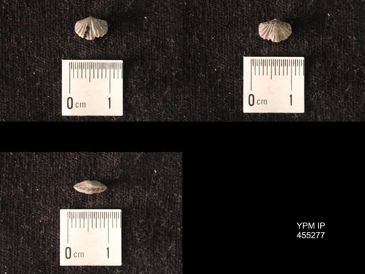 Platystrophia juvenes