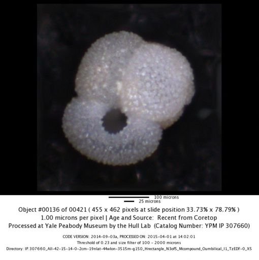 Globigerinoides ruber