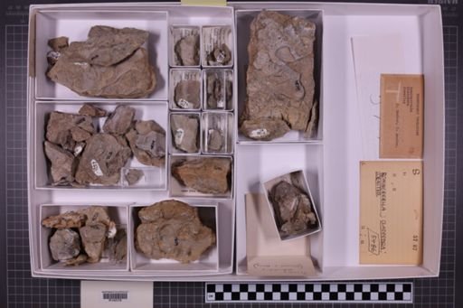 mixed taxa, stratigraphic collection