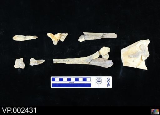 Pteranodon longiceps
