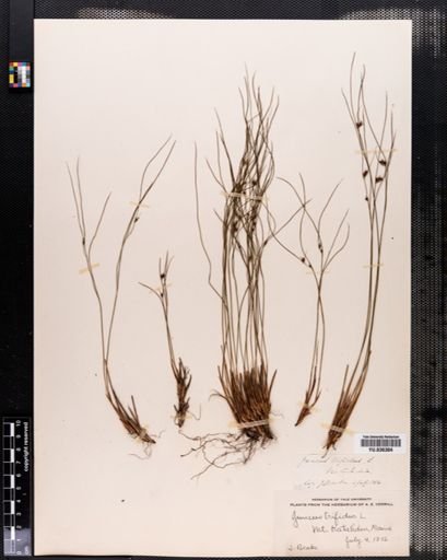Juncus trifidus