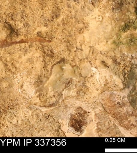 undet. Mollusca