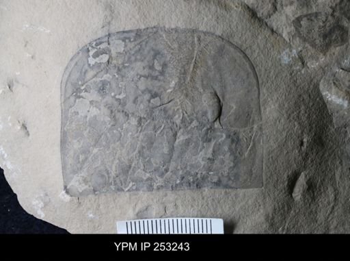 Eurypterus sp.