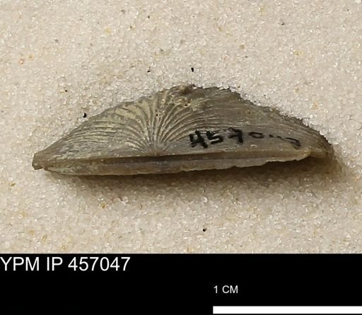 Stropheodonta sp.