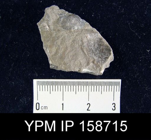 Brachyprion sp.