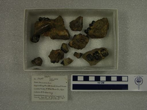 Phenacodus sp.