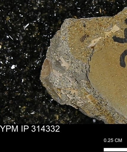 undet. Scaphopoda