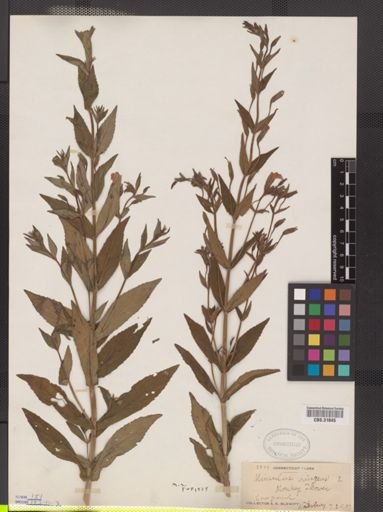 Mimulus ringens