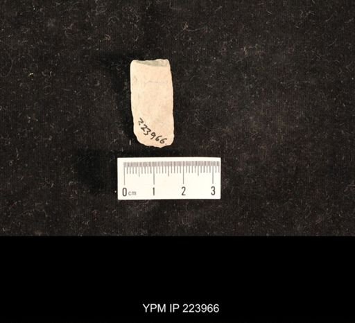 Delopterum minutum