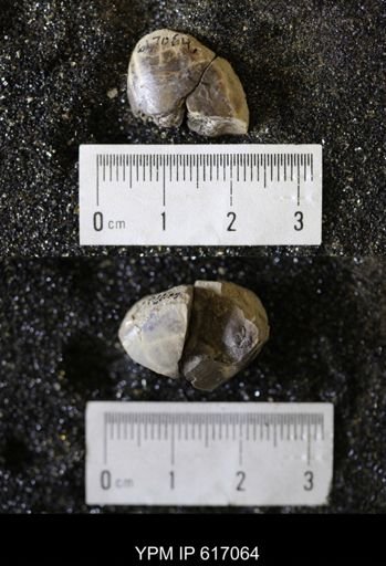 undet. Bivalvia