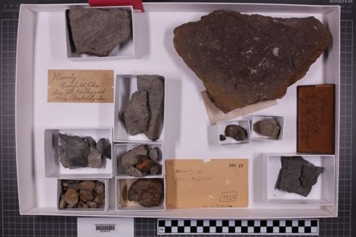 mixed taxa, stratigraphic collection