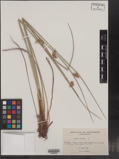 Plantae