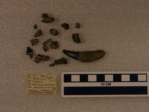 Oxyaena aequidens