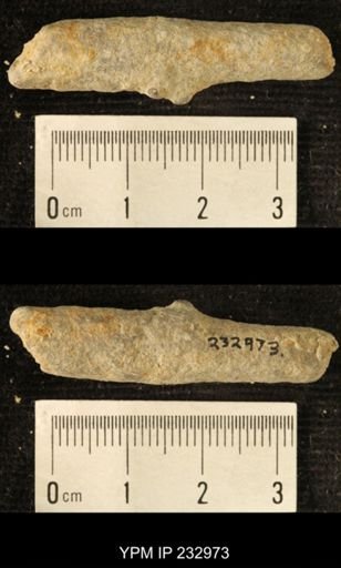 Archaeocidaris sp.